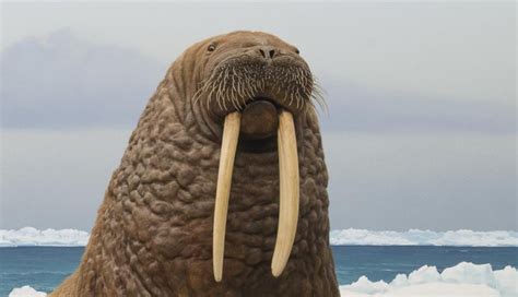 why do walrus have tusks
